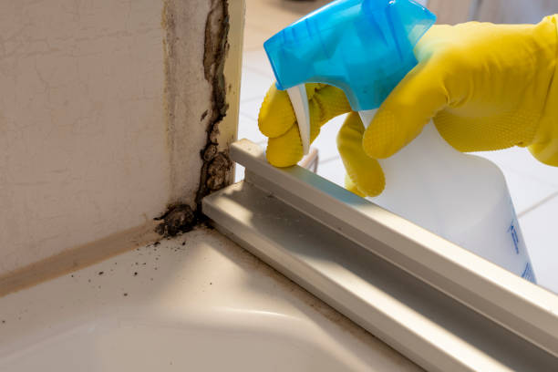 Best Mold Remediation for Healthcare Facilities  in Basehor, KS