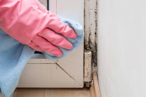 Best Basement Mold Removal  in Basehor, KS